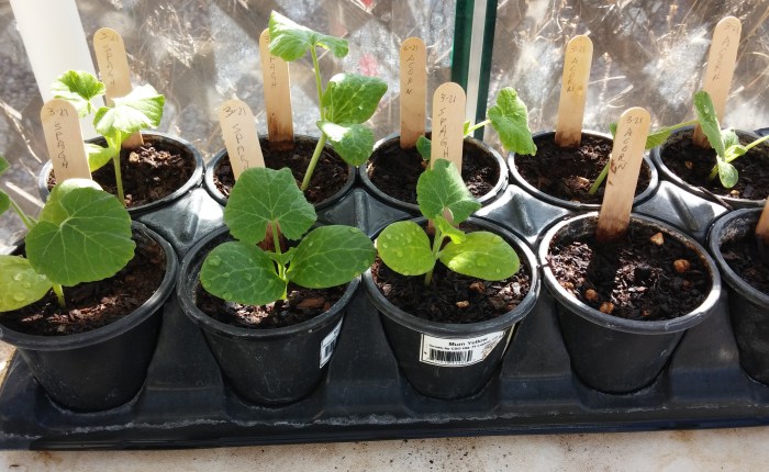 Tuesday Treasured Tidbit #10 – Greenhouse Plenty